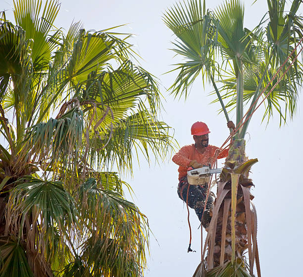 Best Best Tree Removal Services  in USA